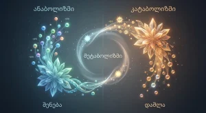 ანაბოლიზმი და კატაბოლიზმი